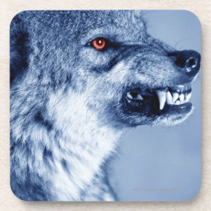 Snarling wolf (Canis Lupus), profile (Digital Coaster