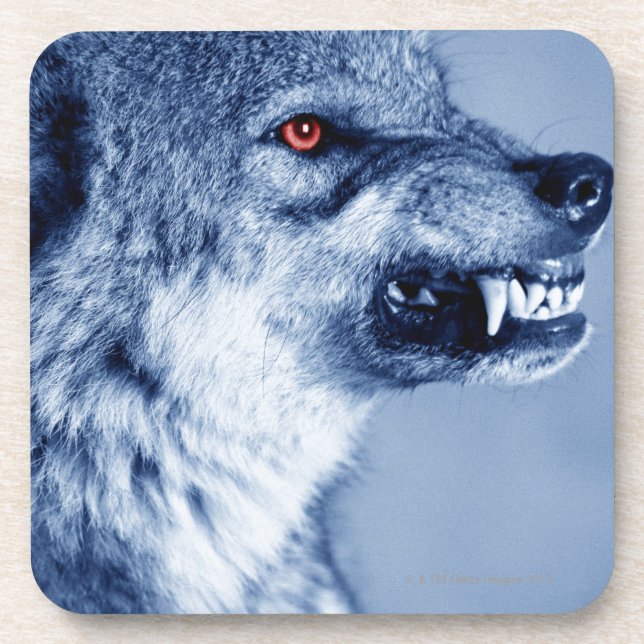 Snarling wolf (Canis Lupus), profile (Digital Coaster (Front)