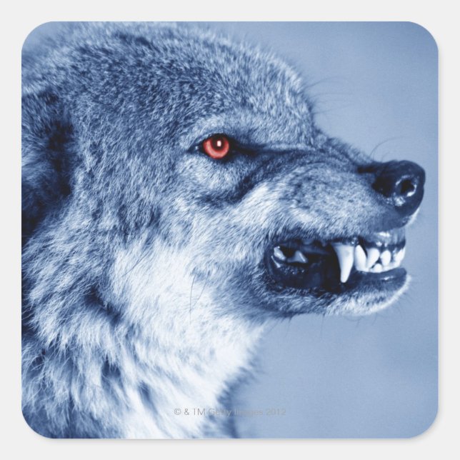 Snarling wolf (Canis Lupus), profile (Digital Square Sticker (Front)