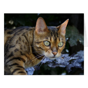 Sneaking Bengal Cat
