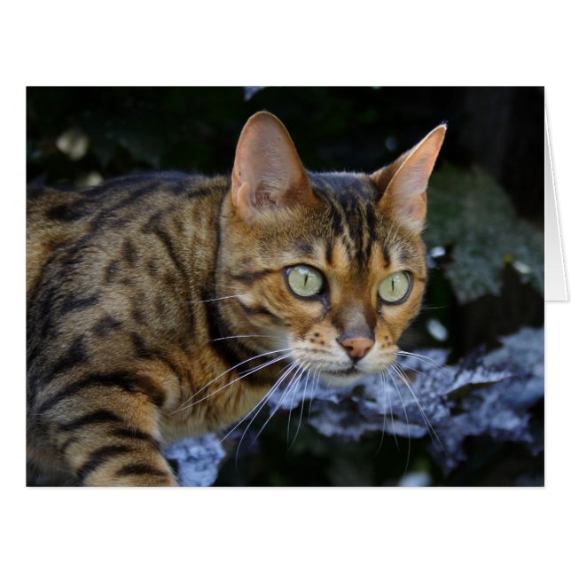 Sneaking Bengal Cat (Front Horizontal)