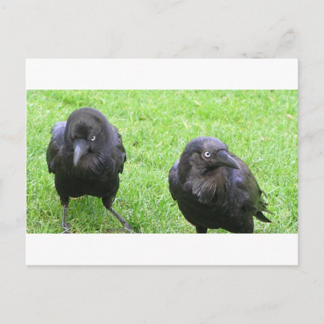 Sneaky Crows Postcard (Front)