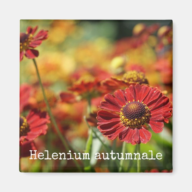 Sneezeweed Botanical Magnet (Front)