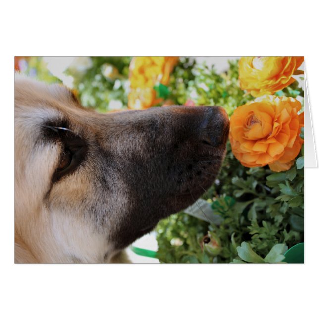 Sniff (Devant horizontal)