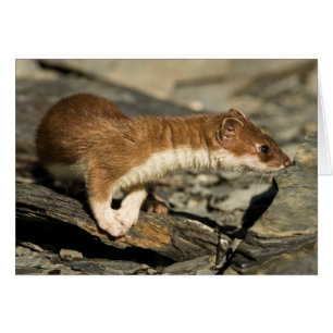 Sniffing Weasel