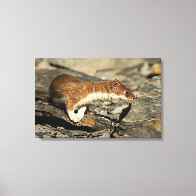Sniffing Weasel Canvas Print (Front)