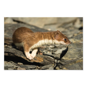 Sniffing Weasel Photo Print