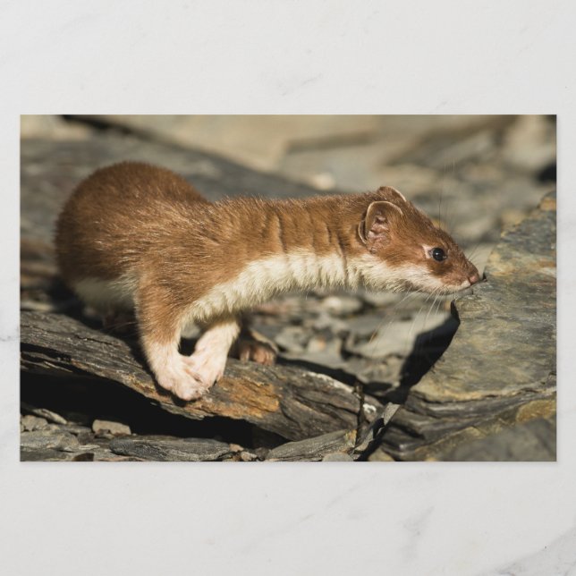 Sniffing Weasel Stationery (Front)