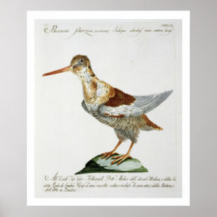 Snipe, c.1767-76 (hand coloured engraving) poster