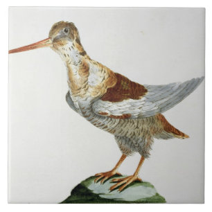 Snipe, c.1767-76 (hand coloured engraving) tile