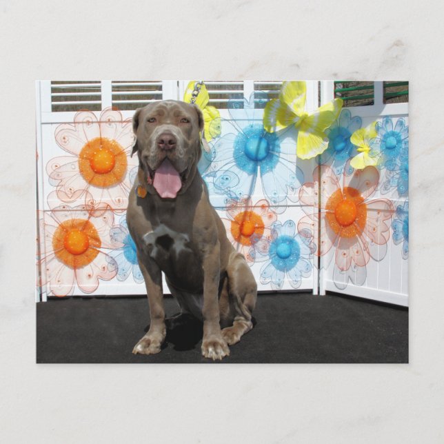 Snoop - Neopolitan Mastiff -3 Postcard (Front)