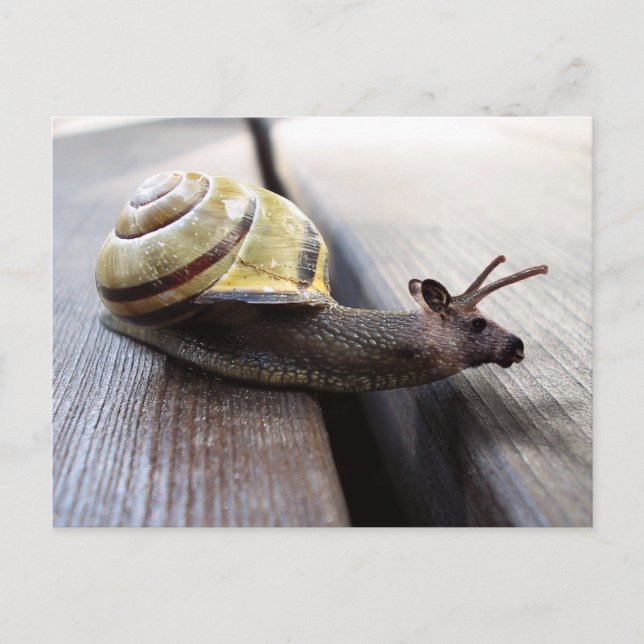 Snoose Postcard (Front)