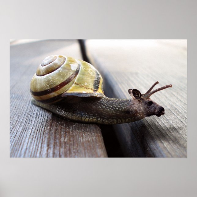 Snoose Poster (Front)