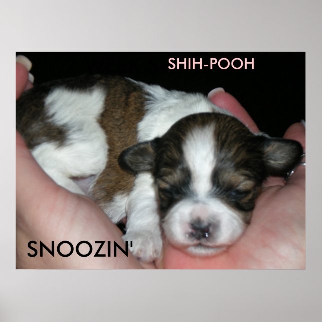 SNOOZIN', 2 WEEK SHIH-POO, S... POSTER (Front)