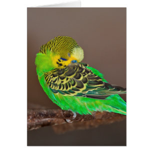 Snoozing Budgie Card