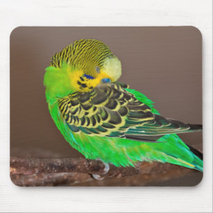 Snoozing Budgie Mousemat Mouse Pad
