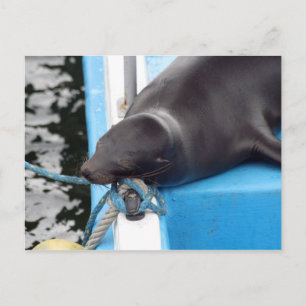 Snoozing Galapagos Islands Sea Lion Postcard