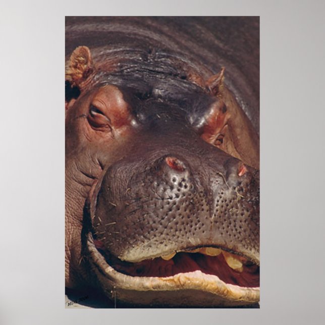 Snoozing Hippopotamus Portrait Poster (Front)