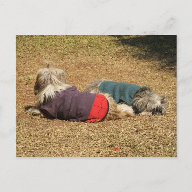 Snoozing in Nong Khai Postcard (Front)