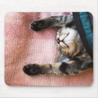 Snoozing Kitten