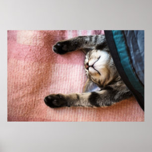 Snoozing Kitten Poster