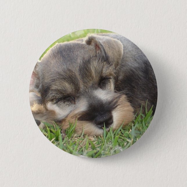 Snoozing Schnauzer Button (Front)