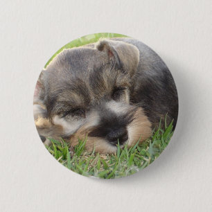 Snoozing Schnauzer Button