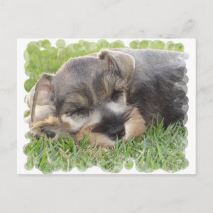 Snoozing Schnauzer Postcard