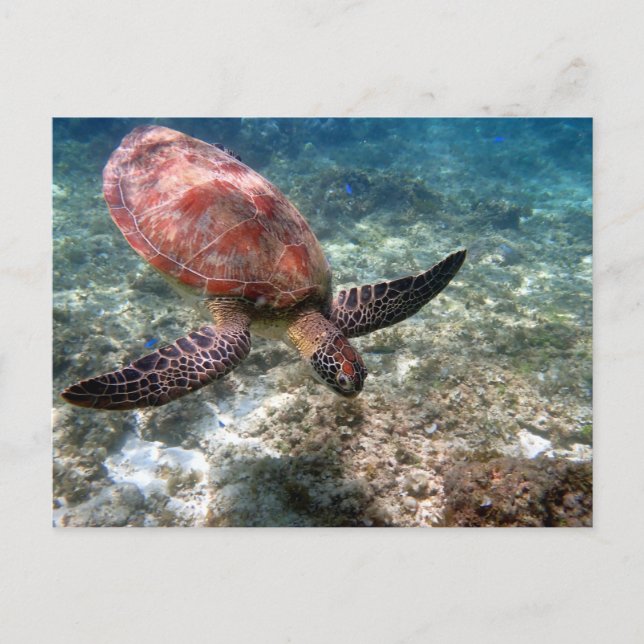 Snorkeling with turtle postcard (Front)