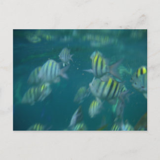 snorkelling postcard