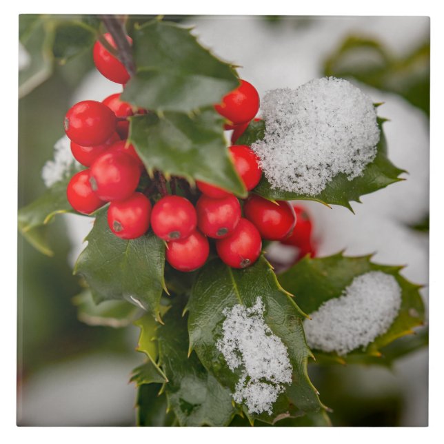 Snow And Holly Tile (Front)