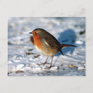 Snow and Robin Postcard