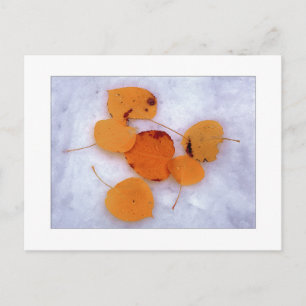 "Snow Aspens" Postcard