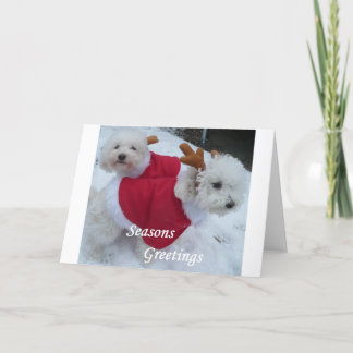Snow Babys Holiday Card