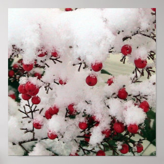 Snow Berries Poster