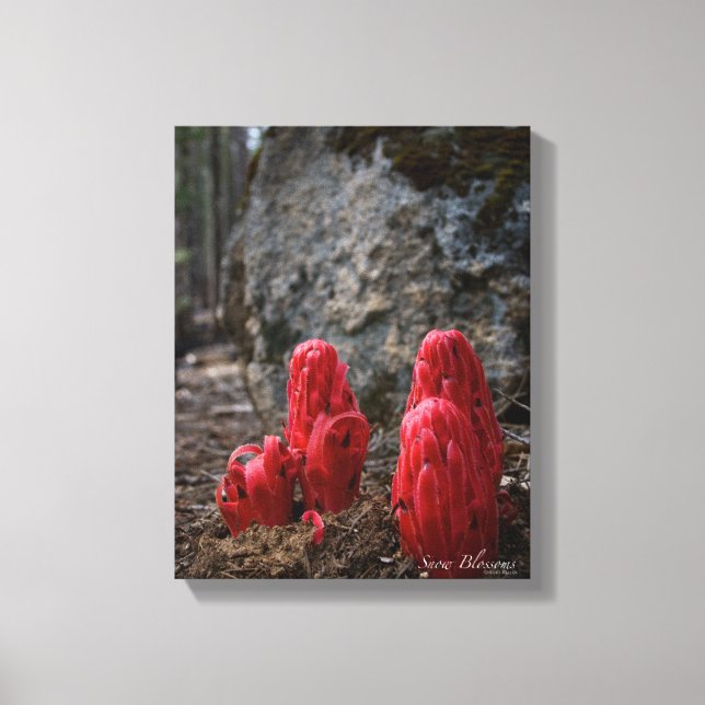 Snow Blossoms Canvas Print (Front)