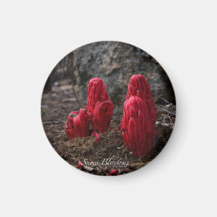 Snow Blossoms Magnet