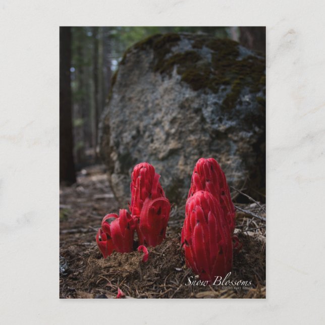 Snow Blossoms Photo Postcard (Front)