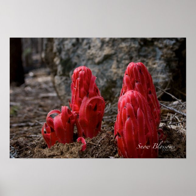 Snow Blossoms Poster (Front)