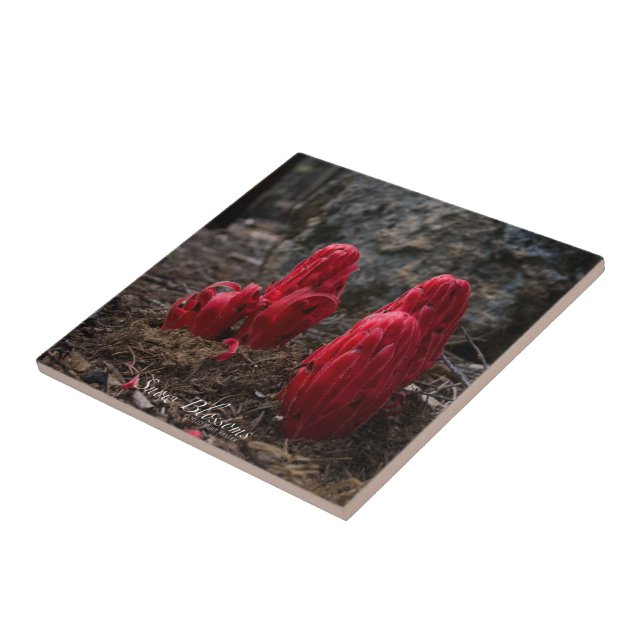 Snow Blossoms Tile (Side)