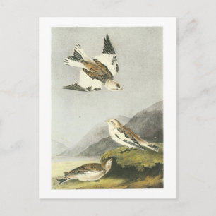 Snow Bunting by Audubon Postcard