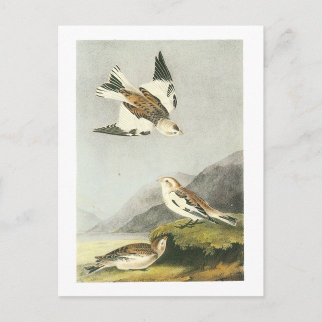 Snow Bunting by Audubon Postcard (Front)