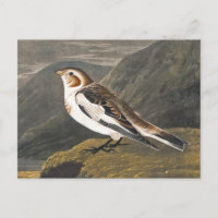 Snow Bunting by John James Audubon, Vintage Bird