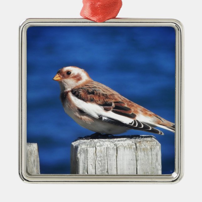 Snow Bunting Metal Ornament (Front)