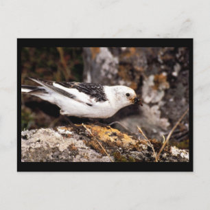 Snow Bunting Postcard