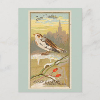 Snow Bunting Postcard