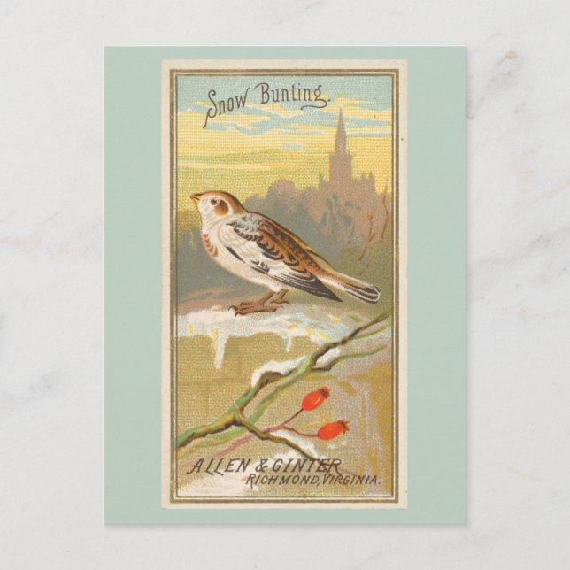 Snow Bunting Postcard (Front)