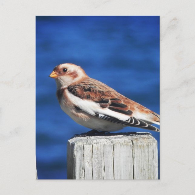 Snow Bunting Postcard (Front)