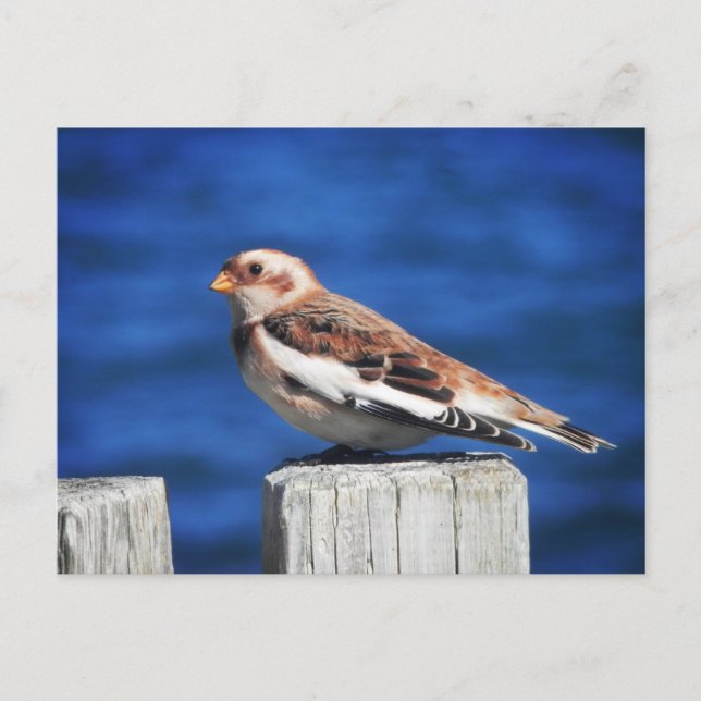Snow Bunting Postcard (Front)