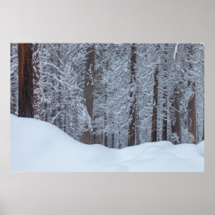 Snow-c0vered Pine Forest Winter Landscape Poster